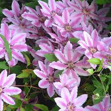 We did not find results for: Clematis Nelly Moser Free Delivery