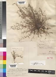 Image result for Polygala erioptera