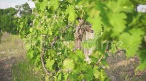 Check spelling or type a new query. Spring Vine Leaves On An Old Vineyard Stock Video Video Of Scenic Leaf 117388913