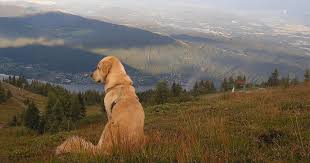 Die natur hat unsere umgebung mit allem beschenkt, was mensch und tier zum glücklichsein benötigen. Urlaub Mit Hund Karnten Chalet Hotel Resort Feuerberg