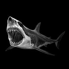 Black And White Shark Pictures Great White Shark T Shirt By Pirro Koci Black Large Mens Fitted Tee In 2020 Shark Art Great White Shark White Sharks
