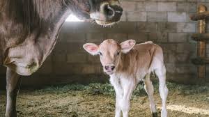 Find the perfect cow milk stock photo. Brand New Milk Cow Calf Seconds Old Youtube