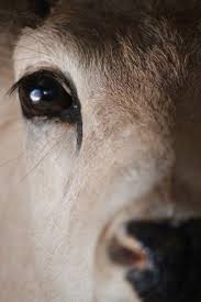 When I Look Into The Eyes Of An Animal When I Look Into Your Eyes Animals Deer Animals Wild