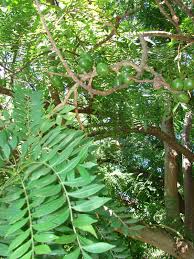 Image result for Spondias mombin