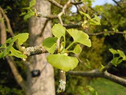 Image result for Ginkgoaceae