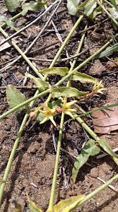 Image result for Orthanthera jasminiflora