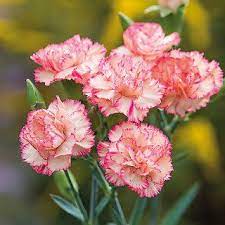 Carnation Google Search Carnation Flower Desert Rose Plant Growing Carnations