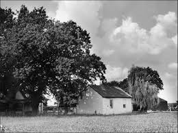 Image result for Styppeiochloa gynoglossa