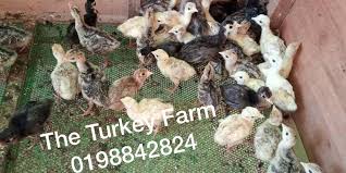 Jika sebanyak 4ayam dijual maka persediaan pakan akan habis dalam …. The Turkey Farm Anak Ayam Belanda Piru Untuk Dijual Facebook