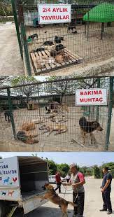 hatay buyuksehir belediyesi antakya hayvan barinagi hatay rehber