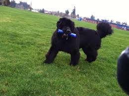 Purchase newfoundland puppies and landseer puppies for only $1250. Newfoundland Dog With White Chest