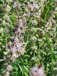 Image result for Ocimum americanum