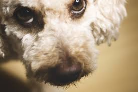 Osteosarcoma Bone Cancer In Dogs