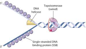 Single Stranded Binding Protein Ssbp Csir Net Life Sciences Dna Replication Dna Human Anatomy And Physiology