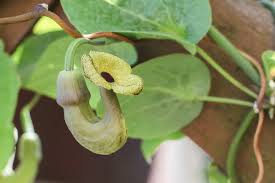 Image result for Aristolochia promissa