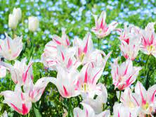 We did not find results for: 76 Gambar Bunga Lili Cantik Hd Gambar Pixabay
