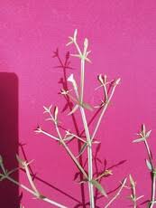 Image result for Linderniella