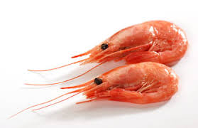 Image result for shrimp