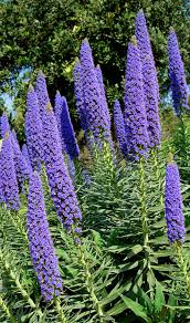 Image result for Echium