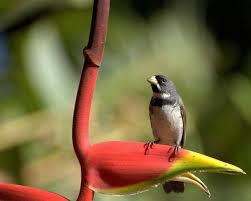 Canto Do Tui Tui Zero Zero Brasil Preservacao Ambiental Coleirinho Sporophila Caerulescens O Coleirinho E Uma Ave Passeriform Passaros Brasileiros Trafico De Animais Passaros Exoticos