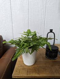 Image result for Rumohra adiantiformis