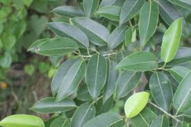 Image result for Ficus virens