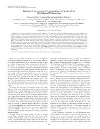 Image result for Sarcocornia decumbens