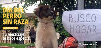 La efeméride nació en 2004 para homenajear a los perros y concienciar sobre su abandono y adopción, pues el 70% de los ejemplares vive en la calle. Dia Del Perro Sin Raza Tu Voluntariado Hace Especial Una Vida Instituto Distrital De La Participacion Y Accion Comunal