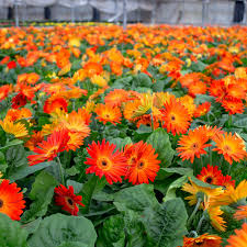 Image result for Gerbera