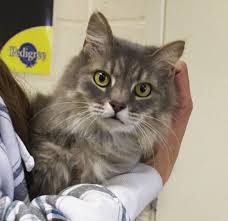 Vegas Is A Neutered 2 Year Old Silver Tabby Medium Hair Photo By Bill Hand Sun Journal Staff Tabby Pets 2 Year Olds