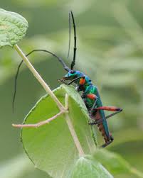 Image result for Buchnera keilii