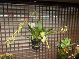 Image result for Euphorbia depauperata