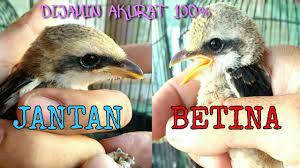 Membedakan Jantan Betina Anakan Cendet Youtube