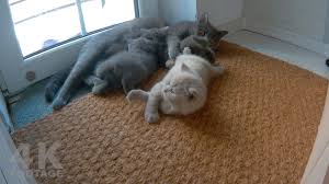 Maybe you would like to learn more about one of these? British Shorthair Kittens 5 Weeks Lilac And Gray 4k Footage Youtube