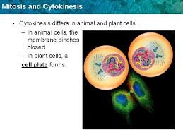 In preparation for telophase, the two cell poles also move further apart during the course of anaphase. Mitosis And Cytokinesis B2 6 Summarize The Characteristics