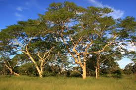Image result for Acacia xanthophloea