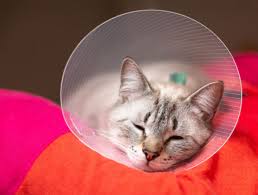 Your cat may benefit from these tips to promote healing: Spay Neuter Pet Neutering Indianapolis