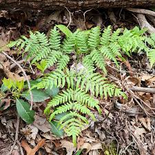 Image result for Dennstaedtiaceae