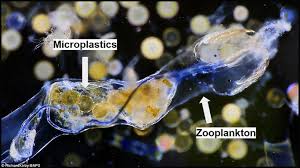 The Nitty Gritty on Microplastics | Auckland Whale & Dolphin Safari
