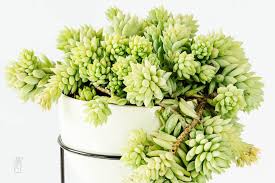 ‍ diferencia entre dusty rose y perle von nurnberg /cuidados dusty. Descifrando El Gran Misterio Cactus Suculentas Son Lo Mismo Mi Mercadito Macetas Deco Cactus Suculentas