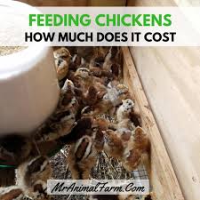 Check spelling or type a new query. Feeding Chickens How Much Does It Cost To Feed Chickens Mranimal Farm
