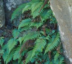 Image result for Sinopteridaceae