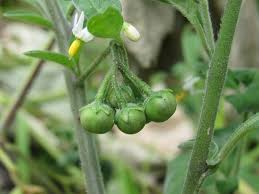 Image result for Solanum sp. A