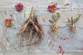 Most dahlias need to be staked and you may want to plant a sturdy stake before you plant the dahlia. Diy How To Store Dahlia Tubers In Winter Gardenista