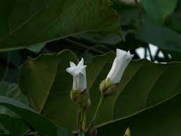 There is a roller coaster scene and an aircraft scene that could cause potential alarm. Datei White Morning Glory 2885020735 Jpg Wikipedia