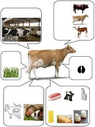 Pin By Goksin Yuksel On Gyerekek For Kids French Education Learn French Science