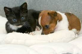 Ruyada Kedi Ve Kopek Yavrusu Gormek Ruyandagor Com
