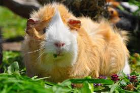 Guinea pig short haired females ,one tricolour with white face, one orange roan, approx 3 months old, selling as cutting down my herd. What Breed Is My Guinea Pig Lafeber Co Small Mammals
