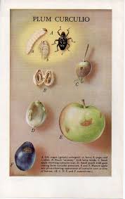 They can cause considerable damage to apple, pear, apricot, peach, plum, nectarine. Pin By Margaret Jego On Pests That Bug Us Some That Will Get Them To Bug Off Insect Art Insect Print Plant Pests