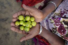 We ship nationwide and offer pickup options for local customers. Berries From The Deserts Of Pakistan Pakistan Dawn Com